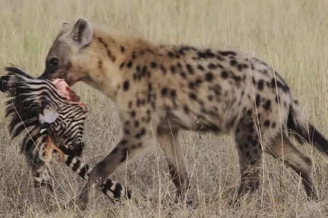 Chobe National Park from Victoria Falls - Jeep safari in Chobe: the 4x4 land-hunting portion