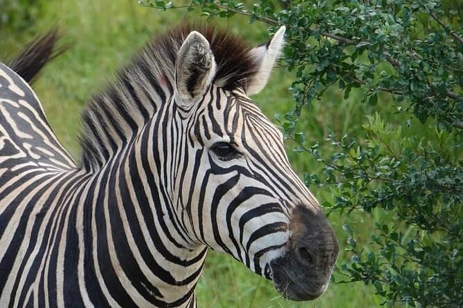 Chobe National Park from Victoria Falls - Lunch between safaris: included, timed, and worth planning around