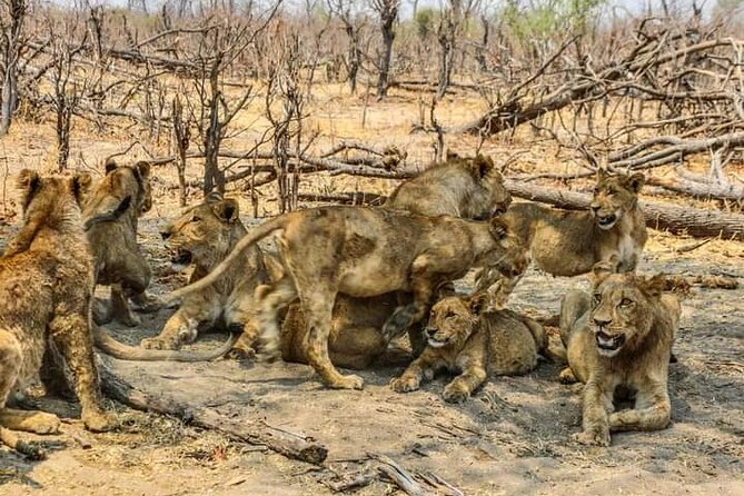 Chobe National Park from Victoria Falls - Return trip timing: how the day ends by 6:00 pm
