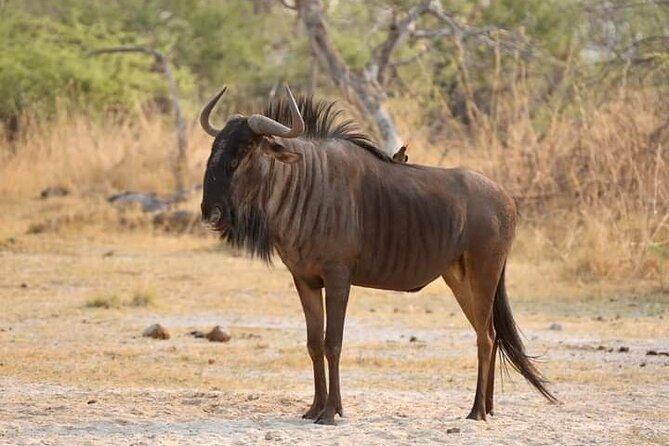 Chobe National Park from Victoria Falls - Price and value: $170 plus park fees and visas