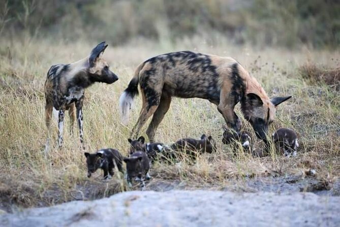 Chobe National Park from Victoria Falls - Group size, comfort, and who this tour fits best