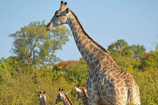 Chobe National Park from Victoria Falls - Chobe River boat safari: where the best photo chances usually happen