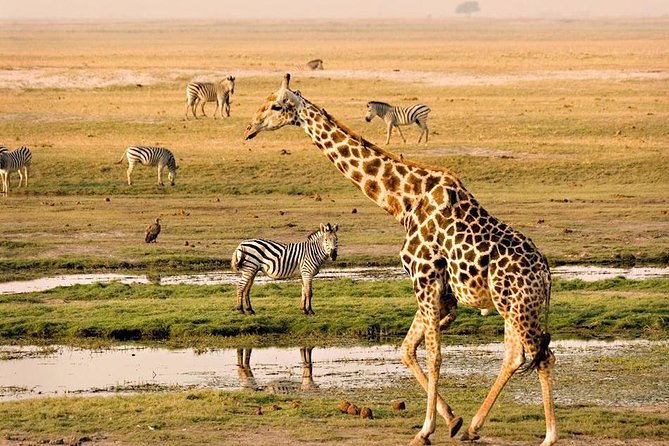 Chobe National Park Full Day Safari (Botswana) - Key things to know before you go