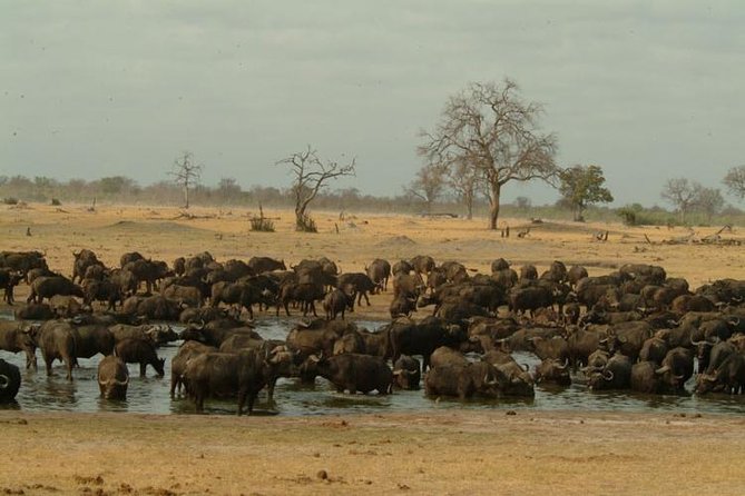 Chobe National Park Full Day Safari (Botswana) - Why Chobe in a Day works (even with limited time)