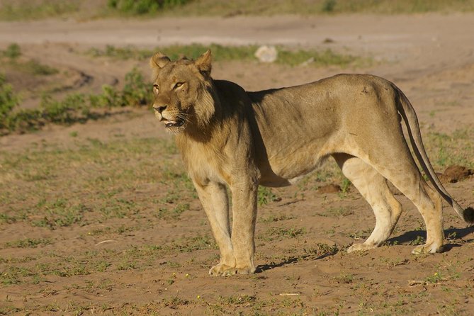 Chobe National Park Full Day Safari (Botswana) - Chobe Safari Lodge: your lunch stop and activity hub