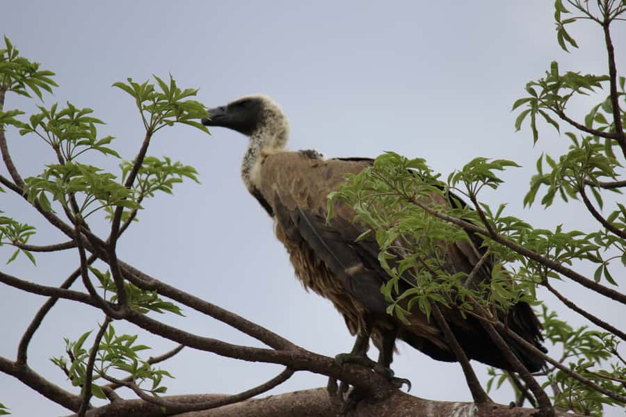 Chobe National Park: Game Drive, Boat Tour, and Lunch - Key highlights at a glance