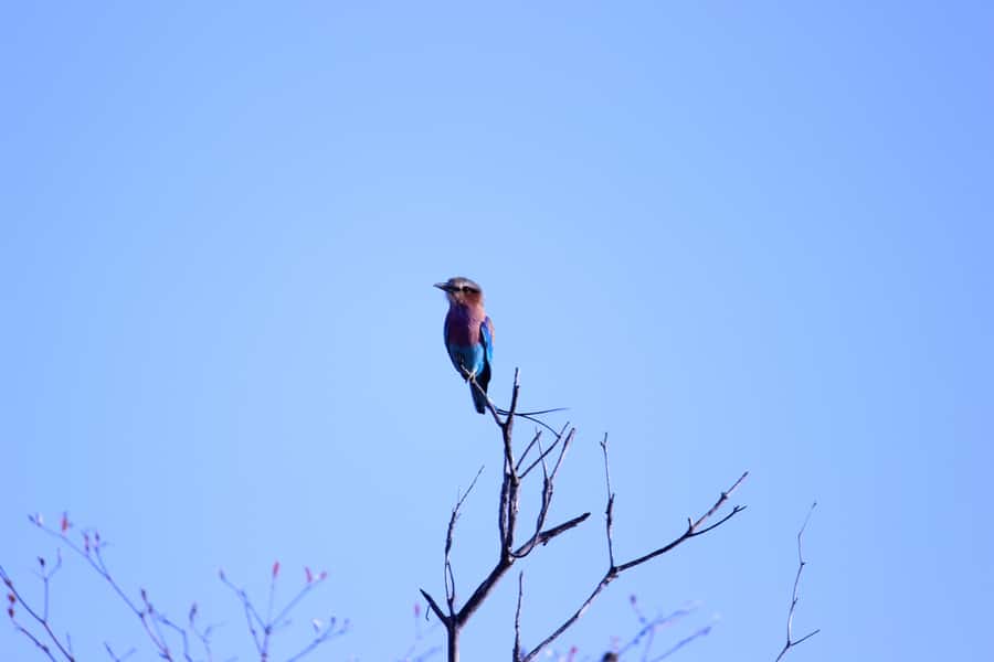 Chobe National Park: Game Drive, Boat Tour, and Lunch - Chobe in one day, game drive plus river cruise