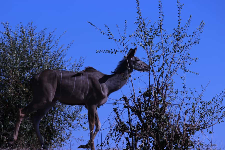 Chobe National Park: Game Drive, Boat Tour, and Lunch - Chobe Marina Lodge break, why that stop is more than a formality