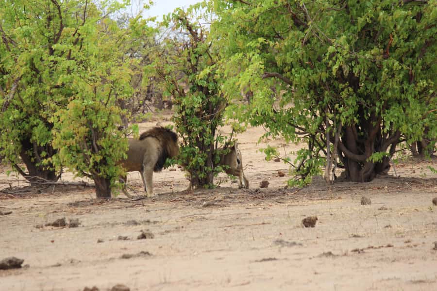 Chobe National Park: Game Drive, Boat Tour, and Lunch - The 7:00 AM departure from Victoria Falls, and the Kazungula crossing