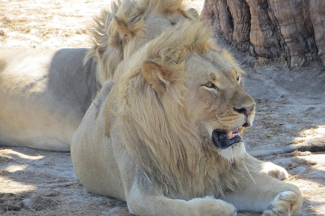 Chobe Safari Overnight Camping Trip - Getting from Victoria Falls and Livingstone to Chobe, and why that drive matters