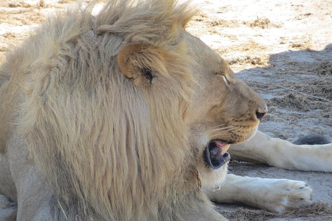 Chobe Safari Overnight Camping Trip - Night in the park: dinner under the stars, then sleep close to wildlife