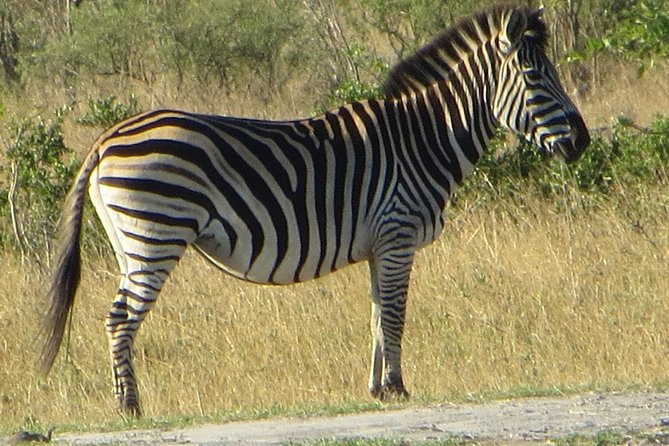 Chobe Safari Overnight Camping Trip - Day 2: the 6:00 game drive that turns the morning into the main act