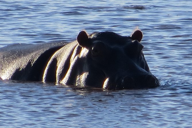 Chobe Safari Overnight Camping Trip - Price and value: is $340 per person a fair deal?