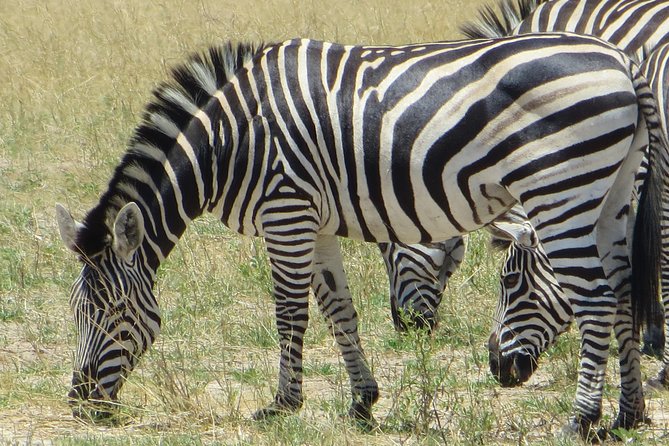 Chobe Safari Overnight Camping Trip - Who this suits best, and who might want a different style