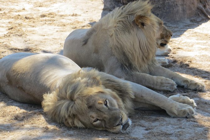 Chobe Safari Overnight Camping Trip - Guide quality can make or break safari time