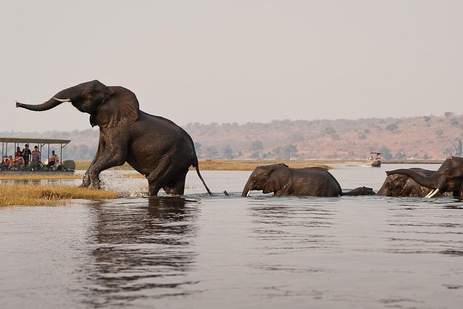 Chobe Sunrise upto Sunset Day trip from Victoria Falls 5AM - 7PM - The full-day timing, what it feels like, and why it matters