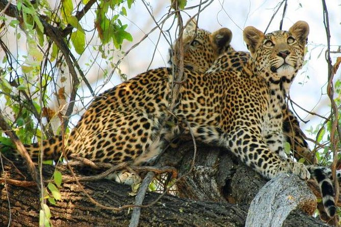 Chobe Sunrise upto Sunset Day trip from Victoria Falls 5AM - 7PM - Getting from Victoria Falls toward Botswana without making it complicated