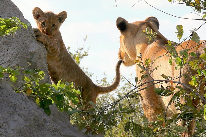 Exclusive full day Chobe game drive safari - Key Highlights You Will Care About
