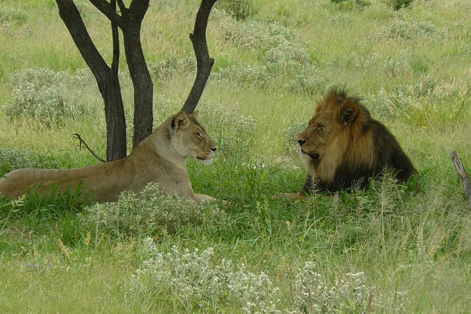 Exclusive full day Chobe game drive safari - The Early Victoria Falls Pickup That Sets Your Day Up
