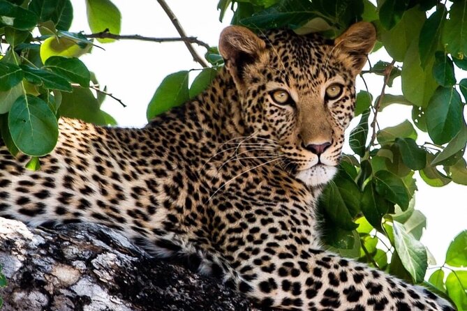 Exclusive full day Chobe game drive safari - Lions, Leopards, and the Kind of Big-Cat Chances You Came For