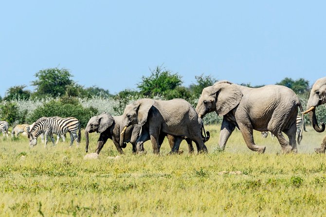 Exclusive full day Chobe game drive safari - What the Vehicle Comfort Means on a 12-Hour Day