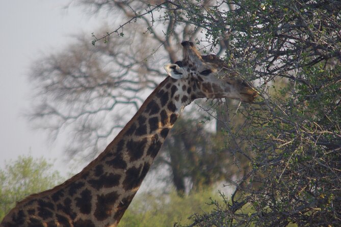 Exclusive full day Chobe game drive safari - Tea, Muffins, and Real Safari Pacing