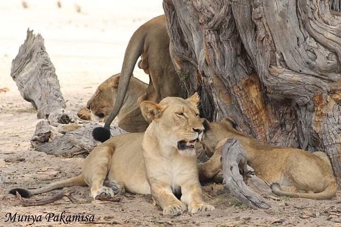 Exclusive full day Chobe game drive safari - Cultural vibes Travel and Tours, and Why Tongesai’s Approach Stands Out