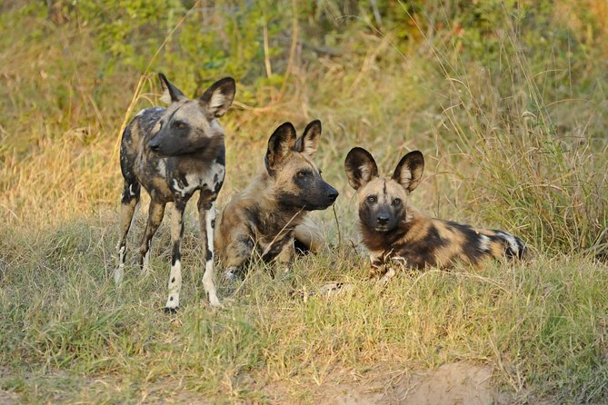 Exclusive full day Chobe game drive safari - Getting Into the Chobe Safari Rhythm Once You Arrive