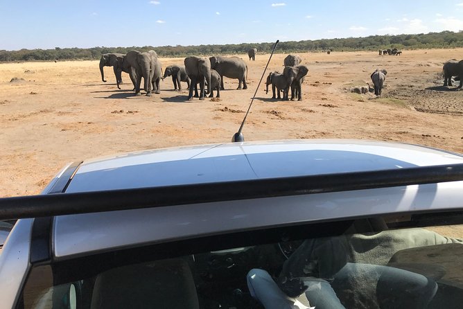 Five-Day Hwange NP, Chobe NP and Victoria Falls Combo - Day 2 in Hwange: Full-Day Safari and Elephant Waterpoint Energy