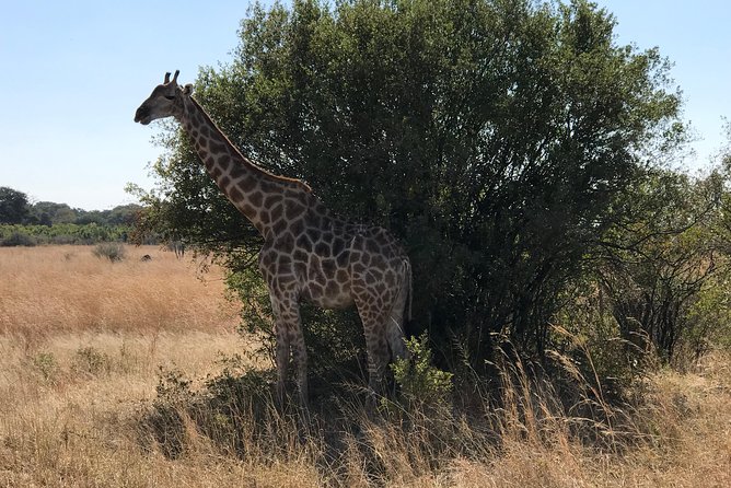 Five-Day Hwange NP, Chobe NP and Victoria Falls Combo - Day 3 Victoria Falls: Guided Walk, Curio Market Stop, and Sunset on the Zambezi