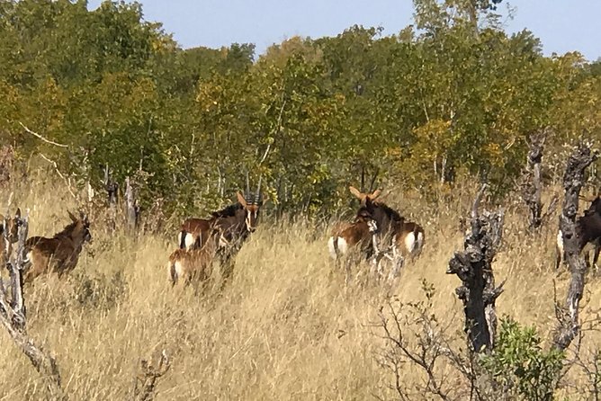 Five-Day Hwange NP, Chobe NP and Victoria Falls Combo - Day 4 Chobe National Park: Boat Cruise First, Then 4x4 Game Drive