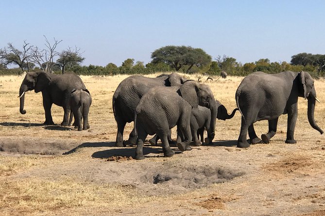 Five-Day Hwange NP, Chobe NP and Victoria Falls Combo - Private-Group Logistics: Transfers, Timing, and Comfort