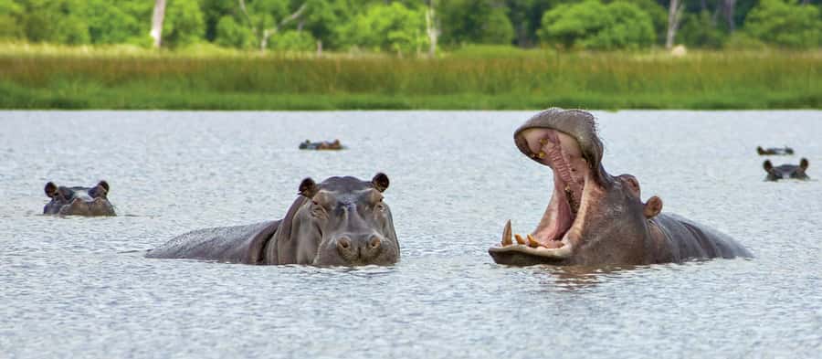 From Kasane: Chobe National Park Full Day Wildlife Safari - Lunch at Cresta Mowana Safari Lodge: refuel with a real sit-down