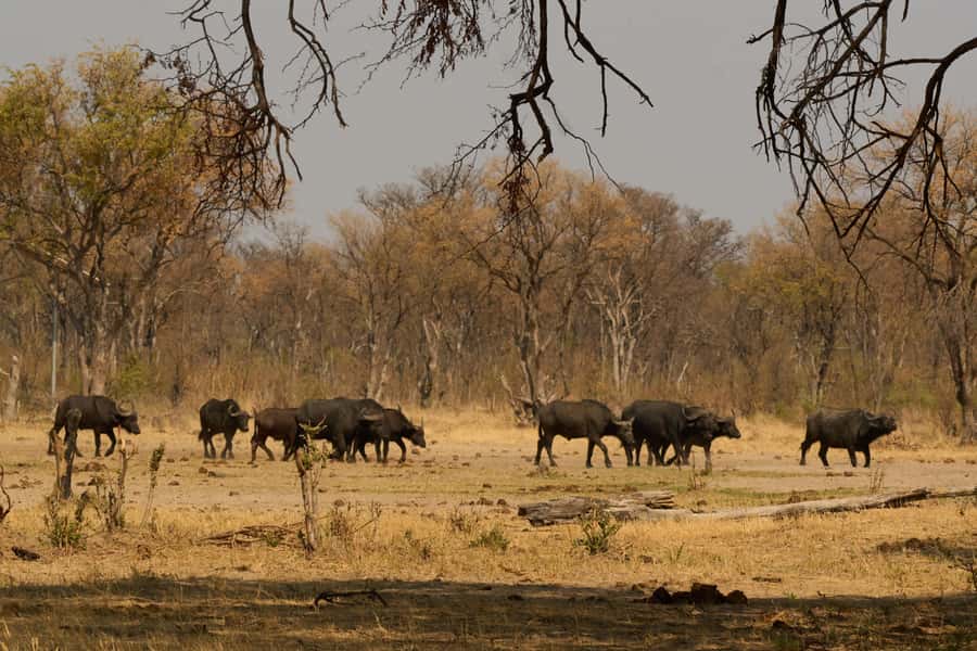 From Livingstone: Day Trip to Victoria Falls, Zimbabwe - What’s included in the $50 price, and what costs extra