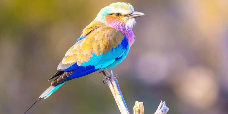 From Victoria Falls: Chobe Half Day Game Drive - Key Things I’d Watch for on This Chobe Half-Day Safari