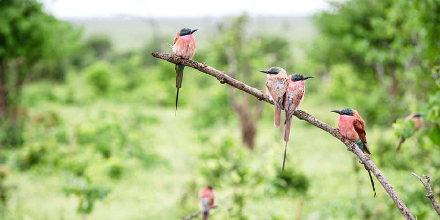 From Victoria Falls: Chobe Half Day Game Drive - Chobe National Park: Why This Half-Day Hits Hard