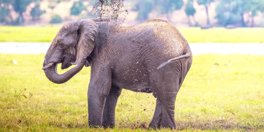 From Victoria Falls: Chobe Half Day Game Drive - The Road Transfer From Victoria Falls and the Start of the Safari Mood