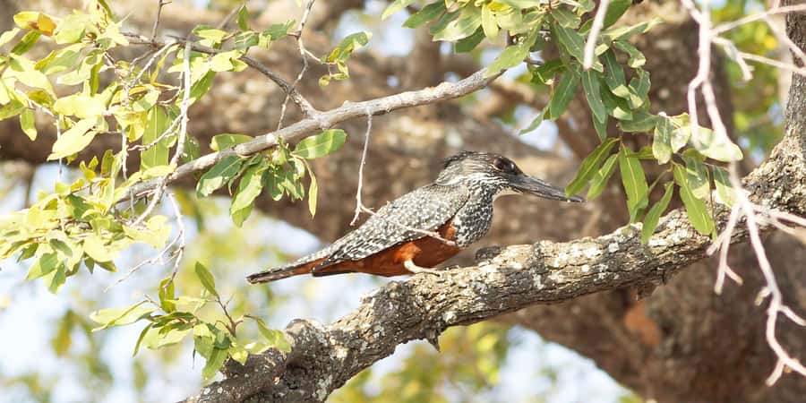From Victoria Falls: Chobe Half Day Game Drive - Who This Chobe Half-Day Safari Suits Best