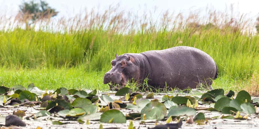 From Victoria Falls: Chobe Half Day Game Drive - The 6-Hour Schedule, Pickup at 6:00am, and What That Means for Your Day