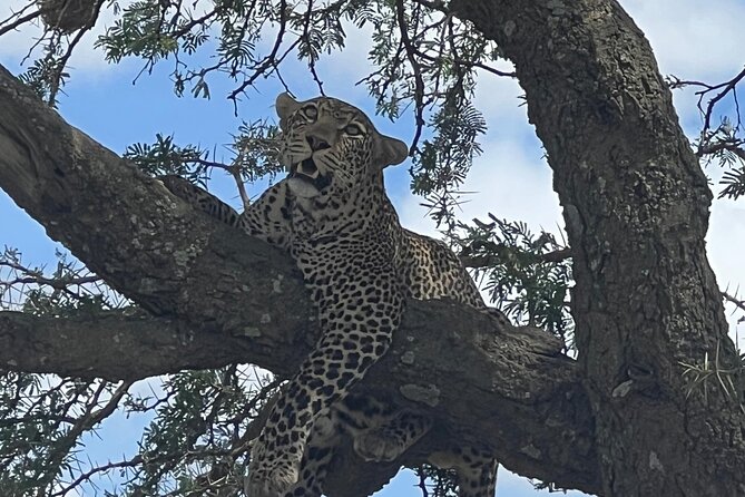 From Victoria Falls: Chobe National Park Small Group Tour - Key Points You Should Know Before You Go