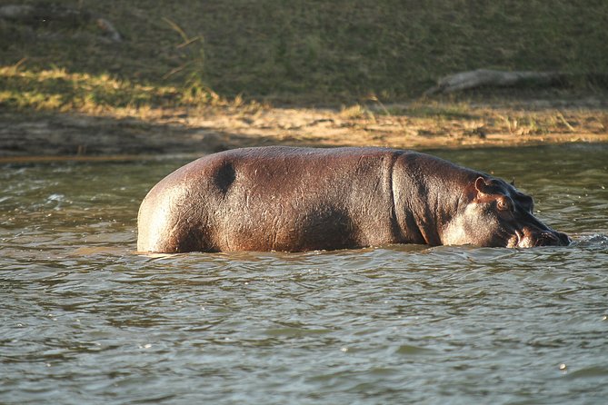 From Victoria Falls: Chobe National Park Small Group Tour - The 4-Hour Chobe Game Drive: Your Best Shot at Big Five Animals