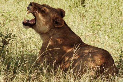 Chobe National Park Small Group Tour