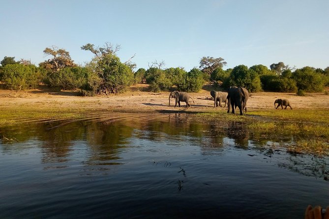 From Victoria Falls: Chobe National Park Small Group Tour - Lunch Timing: A Real Meal, Not Just a Snack Break