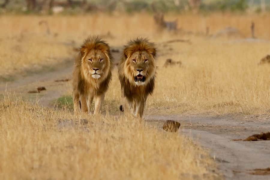 From Victoria Falls: Chobe National Park Small Group Tour - The Biggest Logistics Detail: Kids and Botswana Document Rules