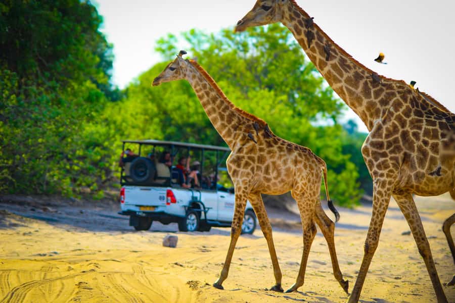 From Victoria Falls: Full Chobe Day trip to Chobe, Botswana - Should You Book This Chobe Day Trip?
