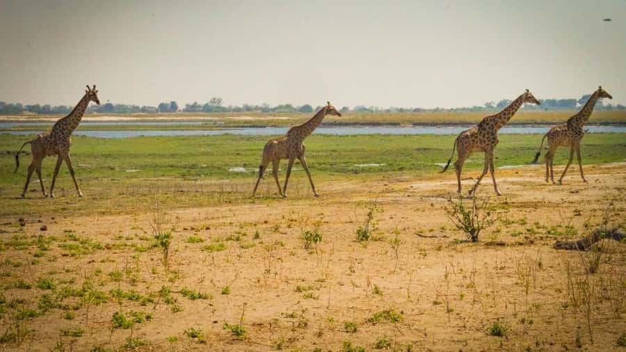 From Victoria Falls: Full Chobe Day trip to Chobe, Botswana - The Chobe River Cruise: Where Animals Meet the Water