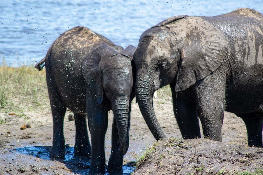 From Victoria Falls: Full Chobe Day trip to Chobe, Botswana - The Jeep Game Drive: Chasing Sightings on Land