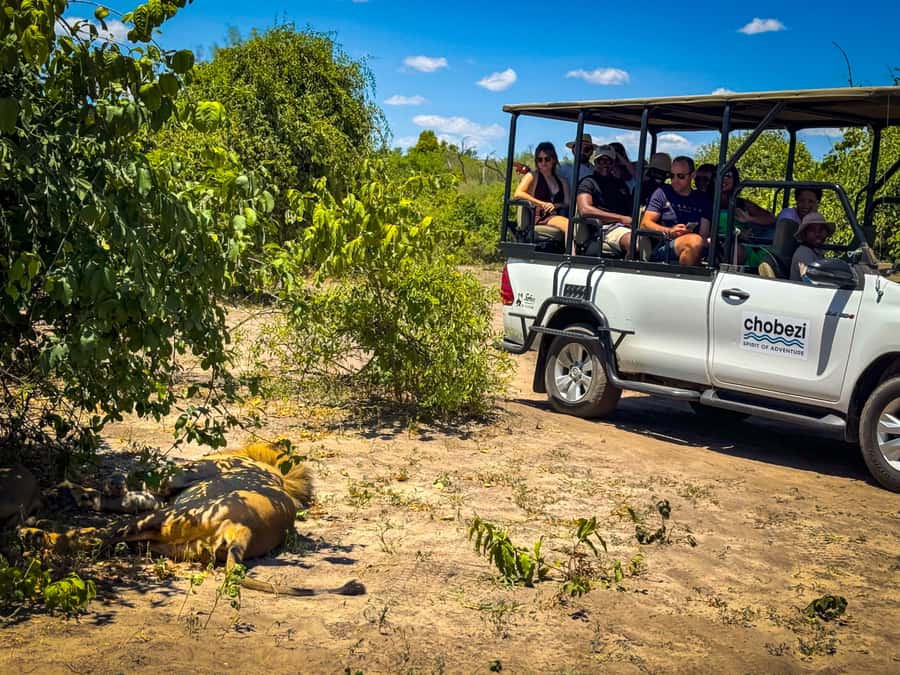 From Victoria Falls: Full Chobe Day trip to Chobe, Botswana - Lunch, Timing, and How to Stay Comfortable in 10 Hours