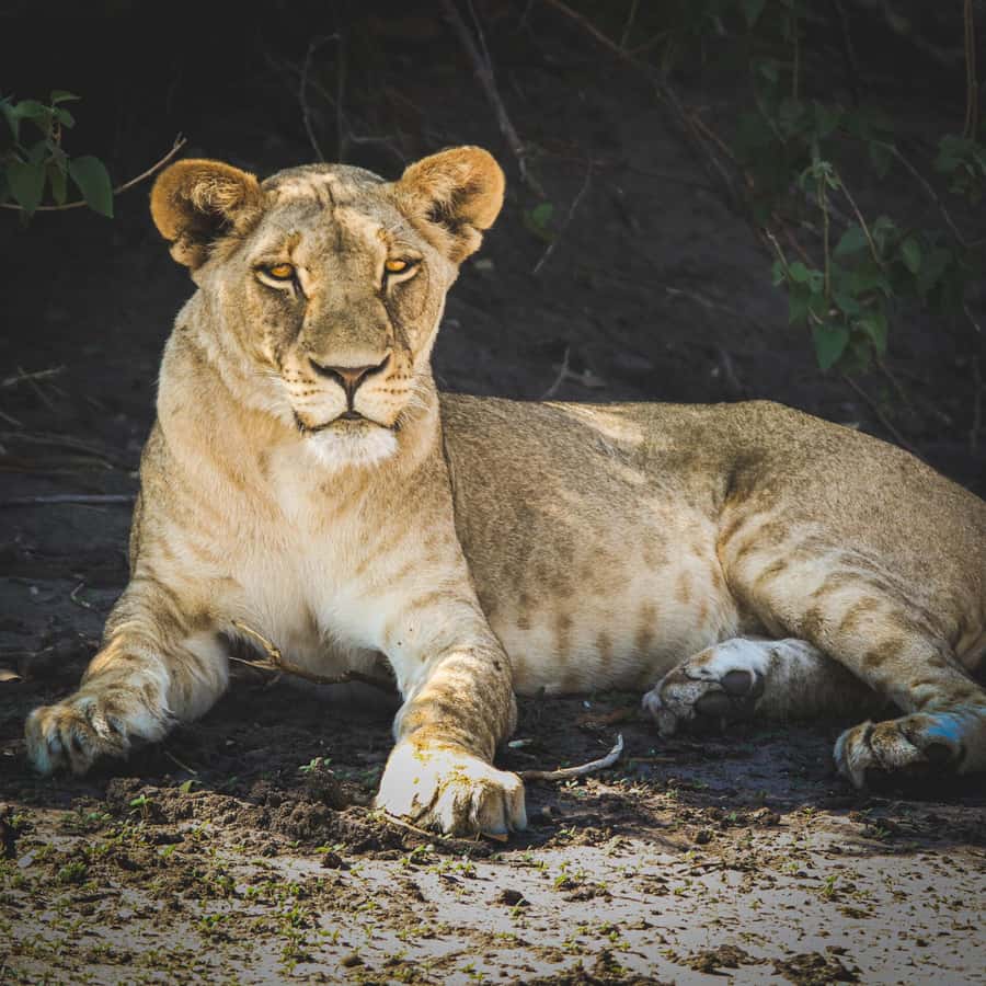 From Victoria Falls: Full Chobe Day trip to Chobe, Botswana - Price and Value: What $229 Gets You, Plus the Fees