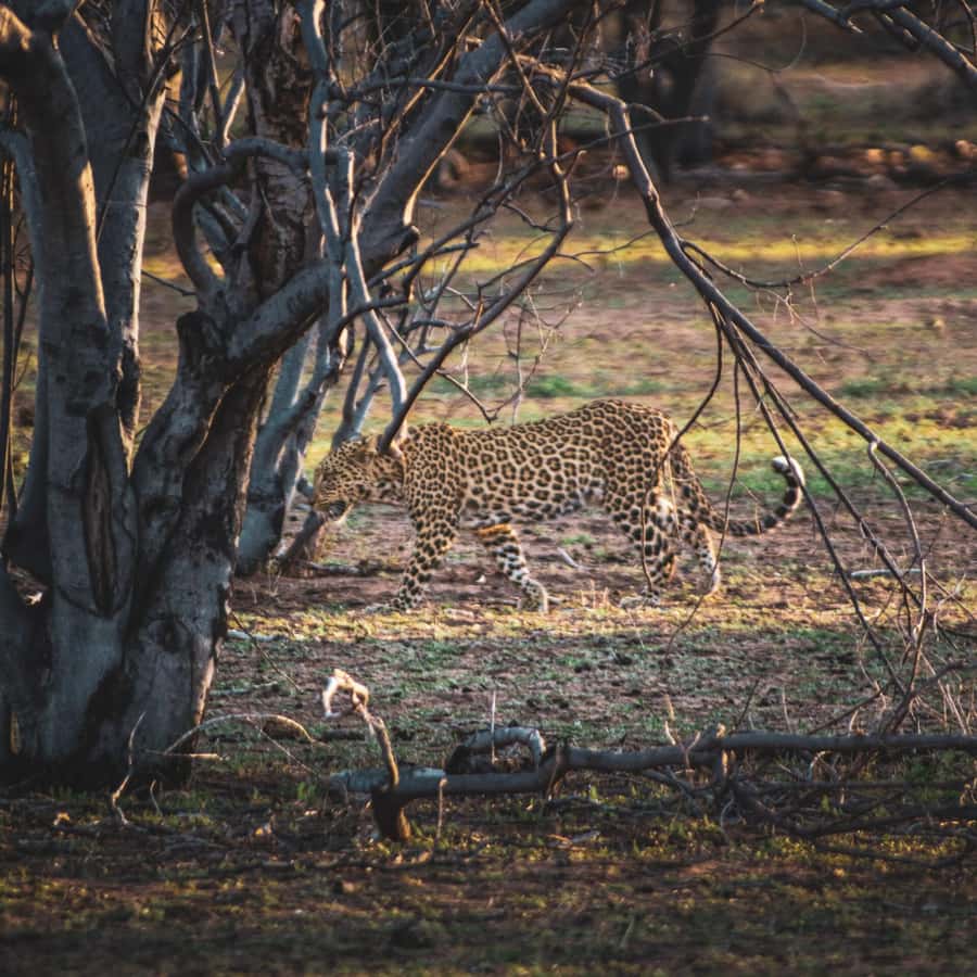 From Victoria Falls: Full Chobe Day trip to Chobe, Botswana - Who This Chobe Day Trip Fits Best
